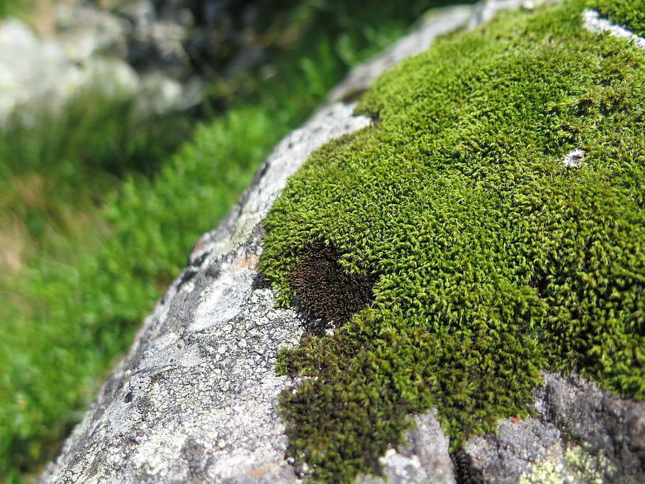 moss, mountains, rock, forest, slovakia, hike, nature, tourism HD wallpaper