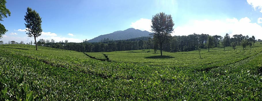 panoramic tea plantation, bandung, indonesia, nature, mountain, HD wallpaper