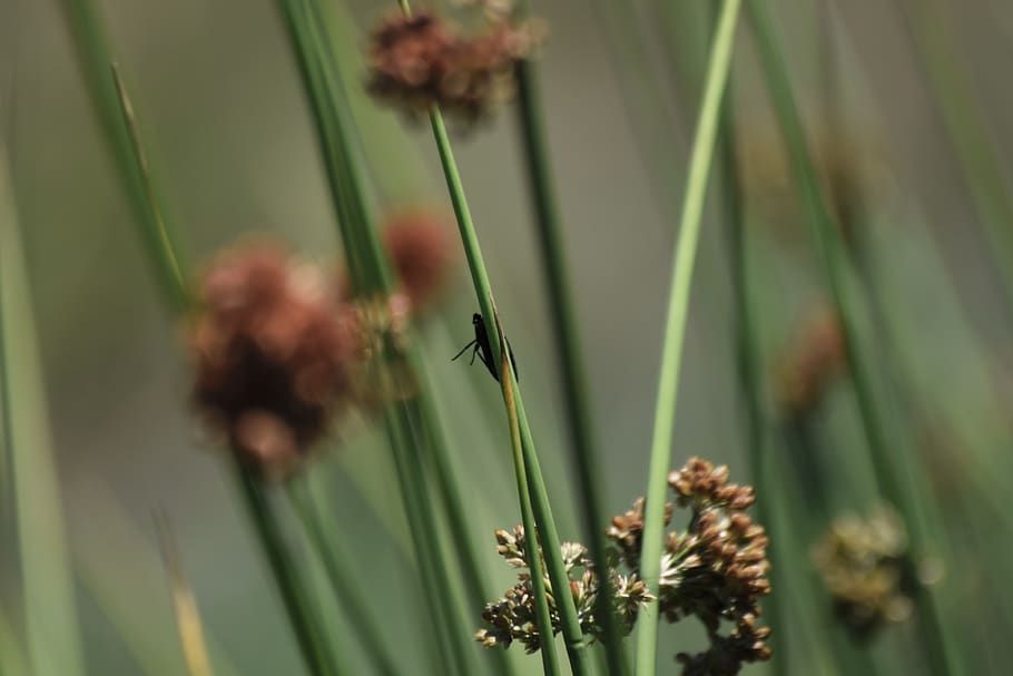 bug, flower, insect, waving, wild, black, plant, garden, green HD wallpaper