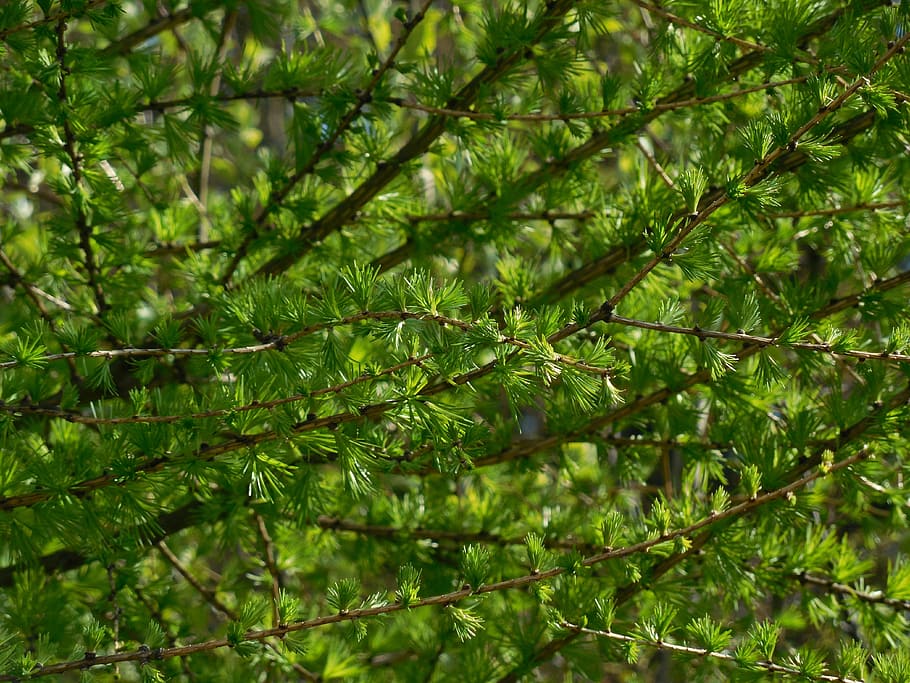 larch, needles, tree, nature, green color, plant, growth, beauty in nature HD wallpaper