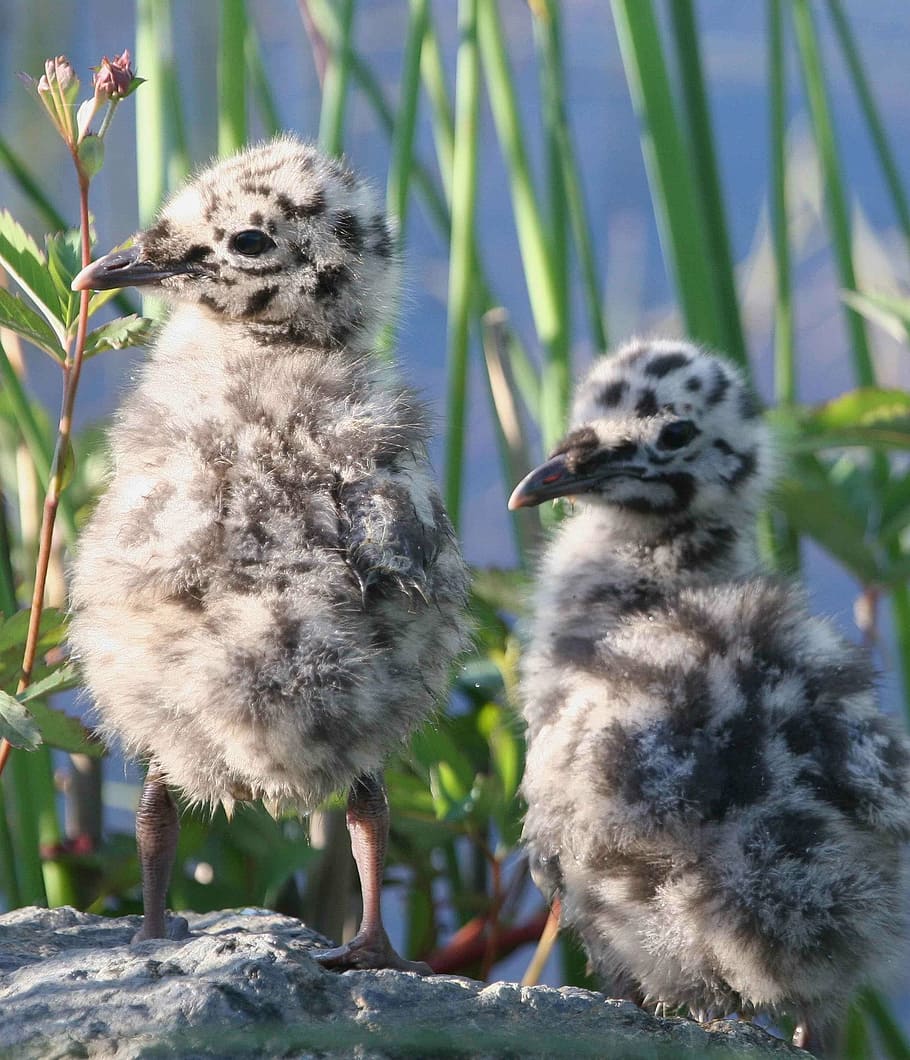canus, larus, chicks, gull, mew, bird, seagull, birds, animals HD wallpaper