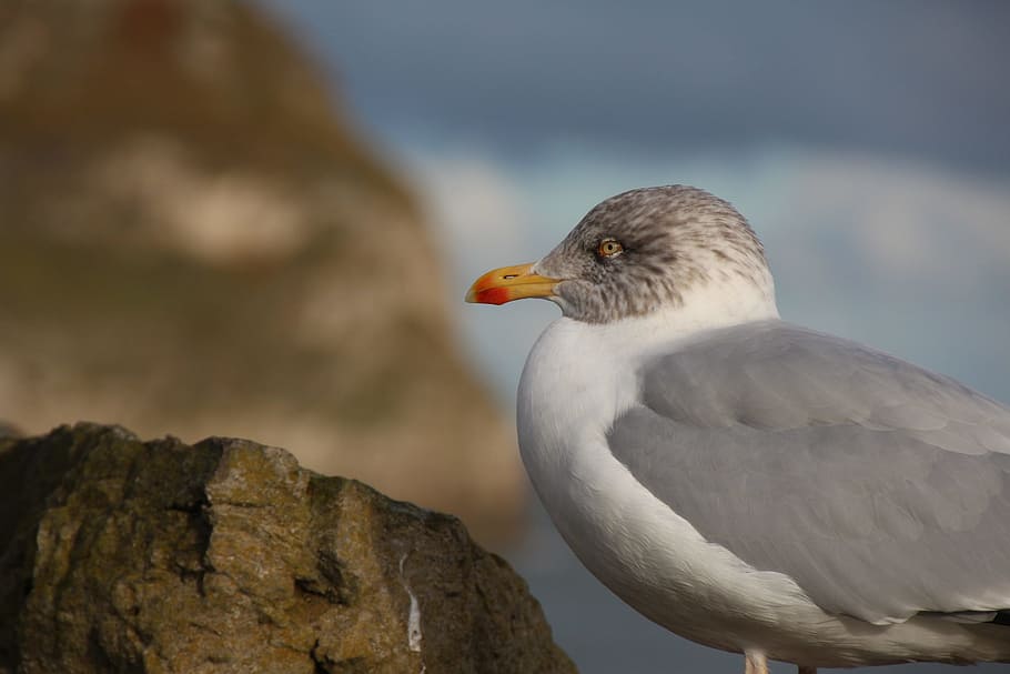 Seagull, Bird, Coast, one animal, animal wildlife, animals in the wild HD wallpaper