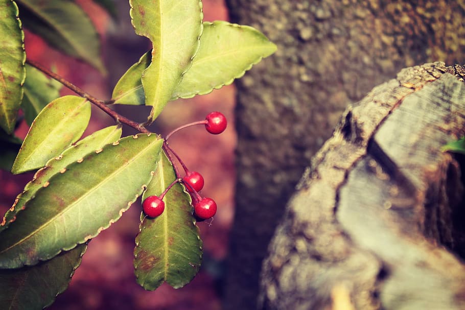 green leaf and red flower, nature, close-up, plant, branch, tree HD wallpaper