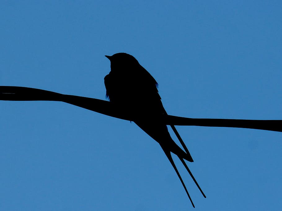 swallow, cable, backlight, silhouette, sky, one animal, clear sky HD wallpaper