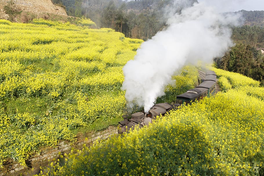 Train, Landscape, Rape, jia yang, agriculture, field, crop HD wallpaper
