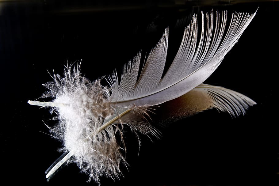 white and brown feathers, down, mirroring, filigree, slightly HD wallpaper