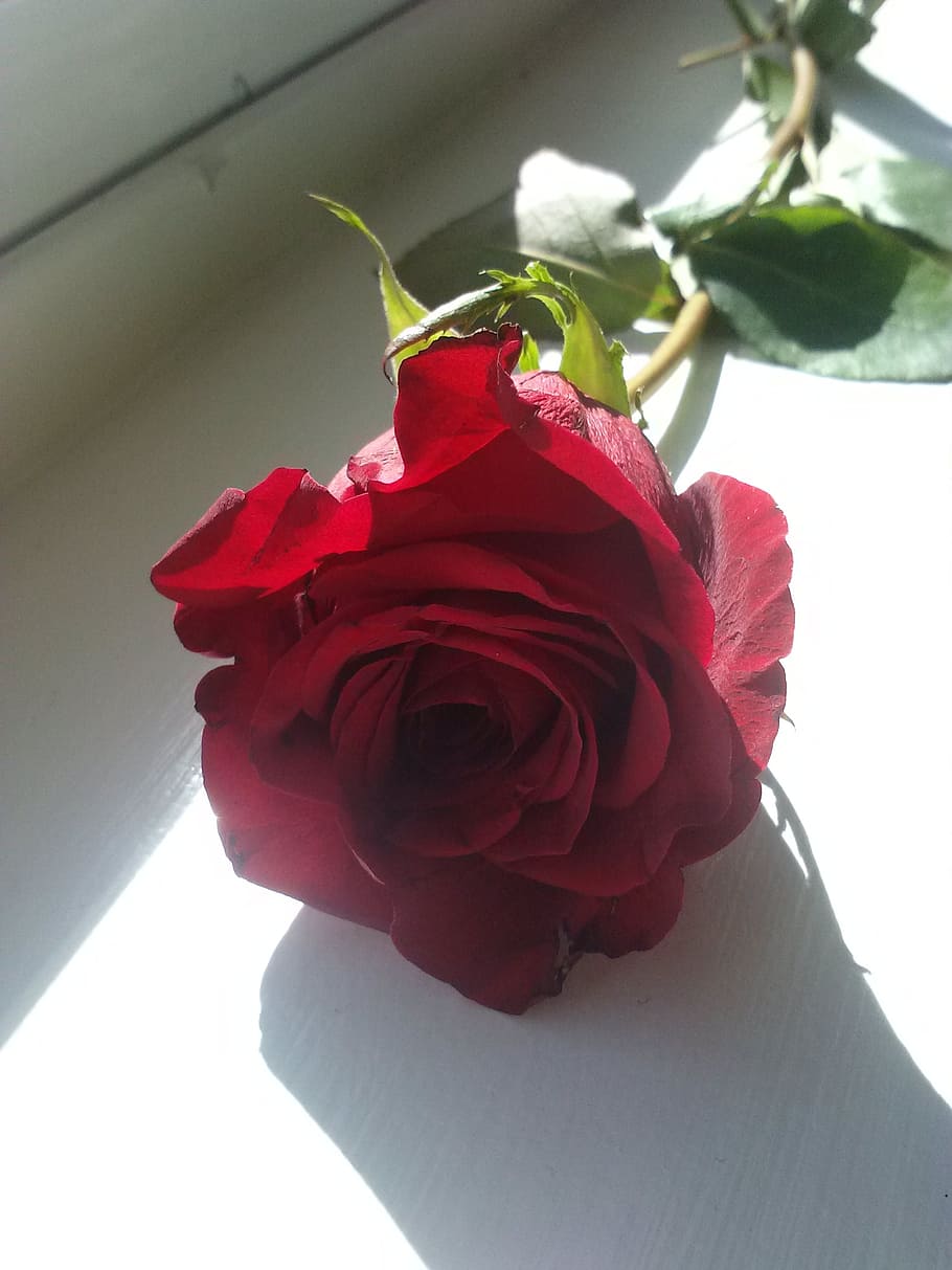 red, rose, romance, flower, flowering plant, rose - flower HD wallpaper