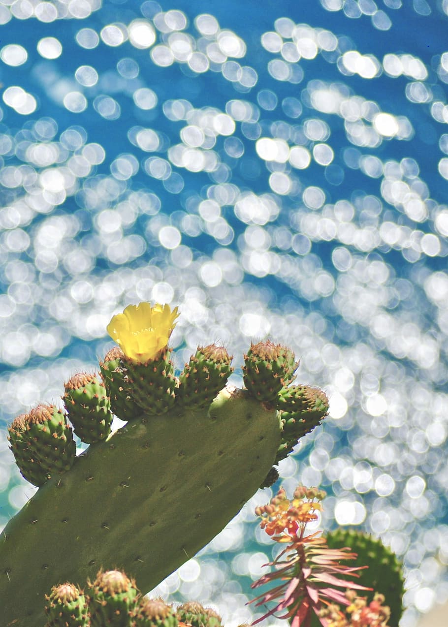 bokeh photography of cactus, plant, beauty in nature, flowering plant HD wallpaper
