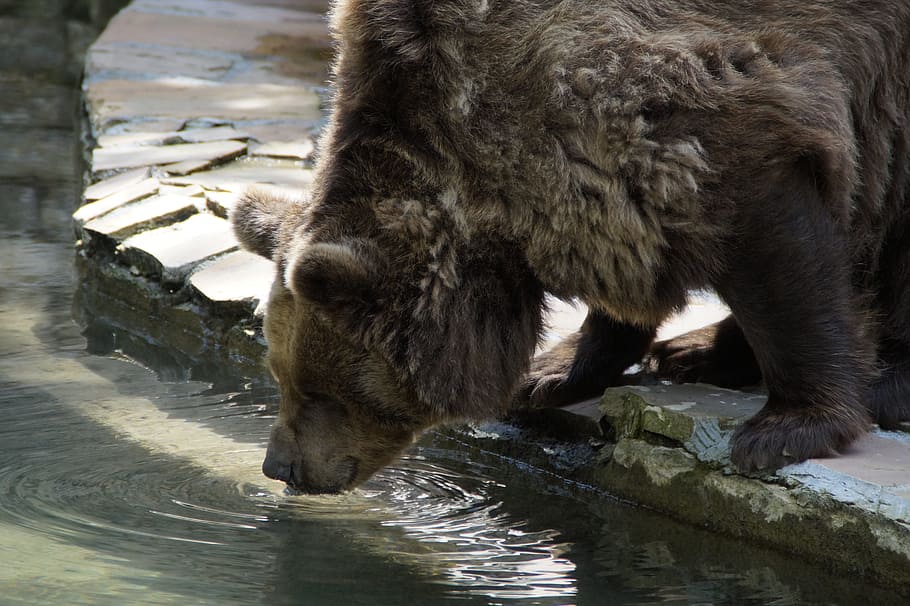 brown bear drinking water, Thirsty, grizzly, grizzly bear, animal HD wallpaper