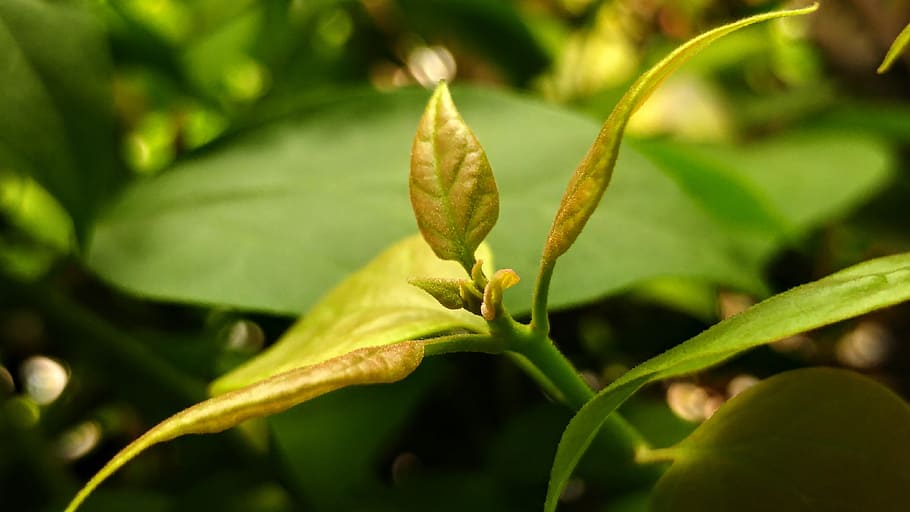 sprout, bud, shoot, leaf, green, plant, growth, nature, close-up HD wallpaper