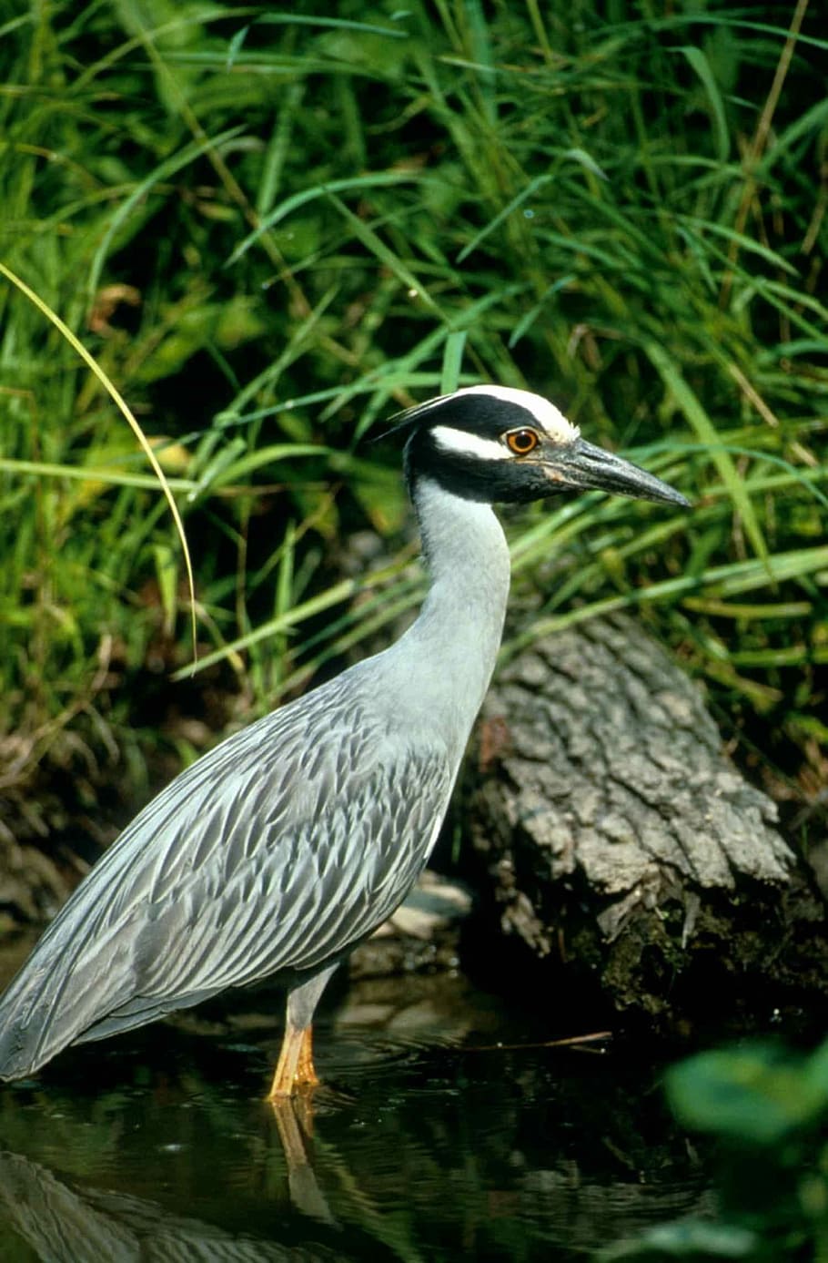 Nyctanassa, Squawk, American, violacea, or, night, yellow, herons HD wallpaper