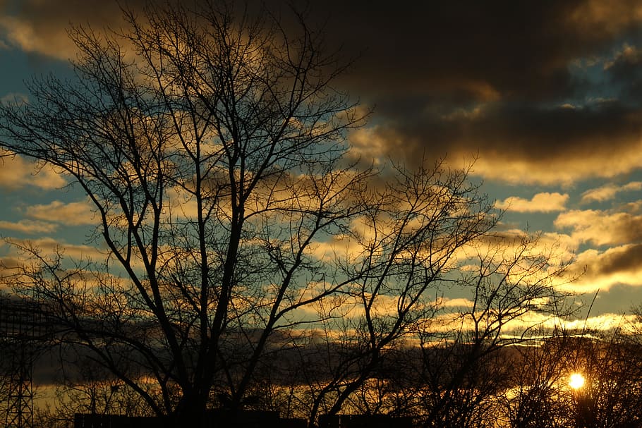 dawn, winter, cold, branch, tree, sorrow, sukau despair, light HD wallpaper