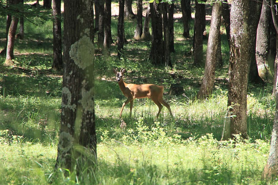 deer, forest, trees, wild, young, animals, plant, animal themes HD wallpaper