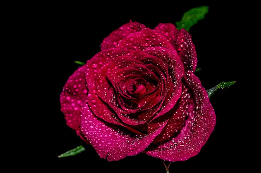 red rose closeup photography, flower, flowers, water, drops, love, HD wallpaper