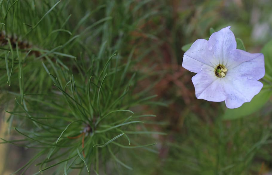 flower, needles, blue, coniferous tree, meadow, grass, green HD wallpaper