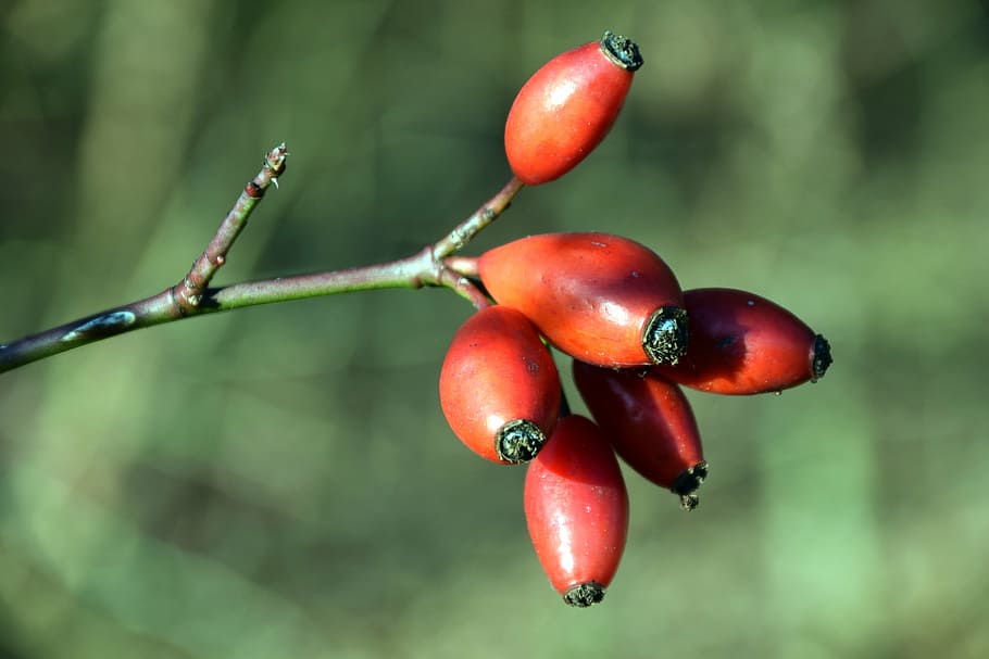 rose hip, autumn, red, bush, autumn fruits, nature, wild rose HD wallpaper