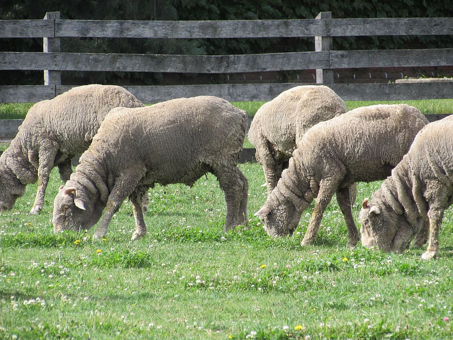 sheep, grazing, ewes, mammal, livestock, animal, animal themes HD wallpaper