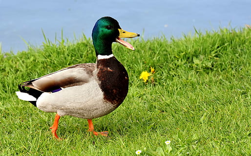 mallard duck on green grass field, males, bread, eat, snow HD wallpaper