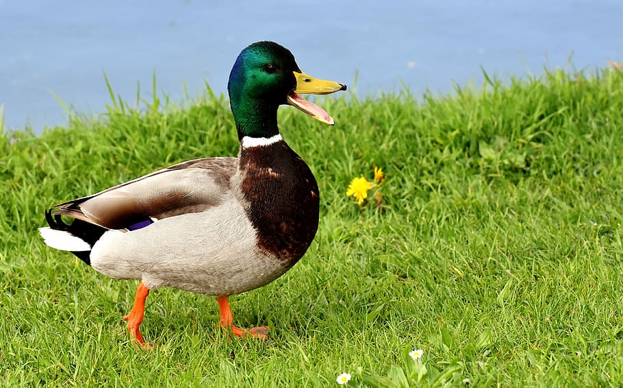 mallard duck on green grass field, males, bread, eat, snow HD wallpaper