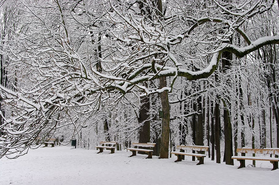 Park, Bench, Winter, Ice, Icing, landscape, frost, snow, tree HD wallpaper