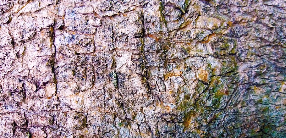 texture, tree, colors, wood, trunk, bark, tree trunk, cracks HD wallpaper
