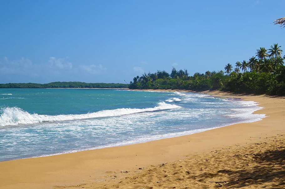 Beach, Nature, Summer, sea, sand, tree, blue, land, water, sky HD wallpaper
