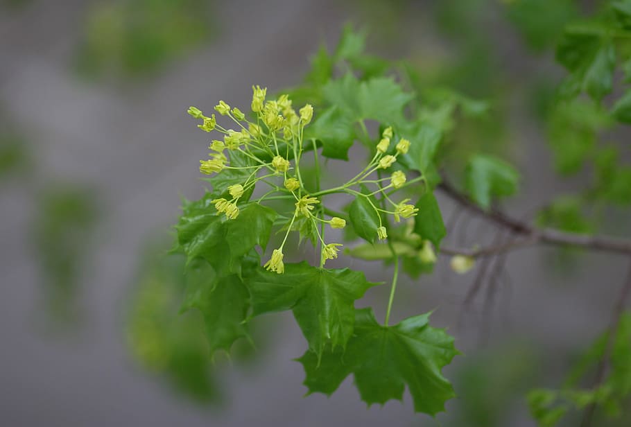 leaves, casey, green, green color, plant, growth, leaf, plant part HD wallpaper