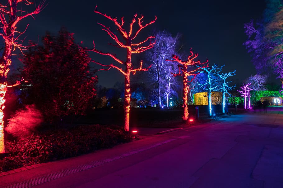 light, illuminated, colorful, night, tree, plant, architecture HD wallpaper