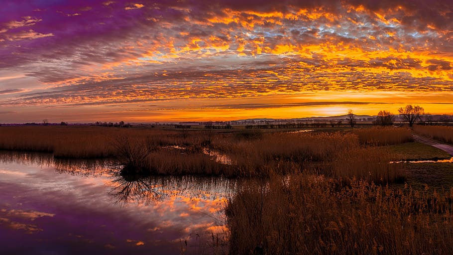 panorama photography of grass field, swamp, golden, hour, sunset HD wallpaper
