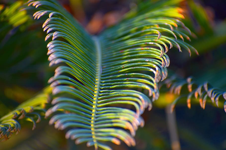 big leaf, spiky, foliage, green, tropic, plant, plant part HD wallpaper