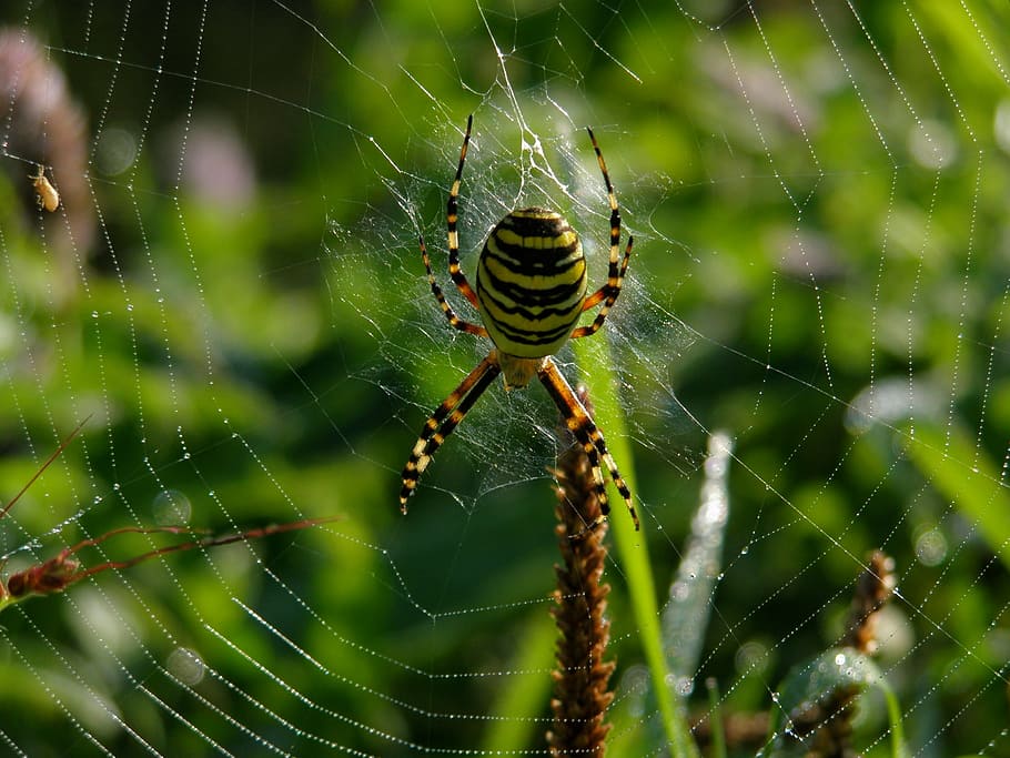 nature, meadow, spider, spider web, one animal, survival, close-up HD wallpaper