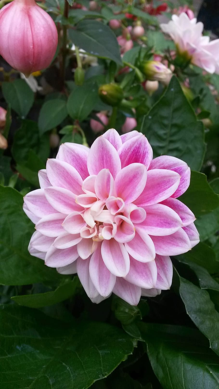 pink, dahlia, bloom, flowering plant, freshness, fragility HD wallpaper