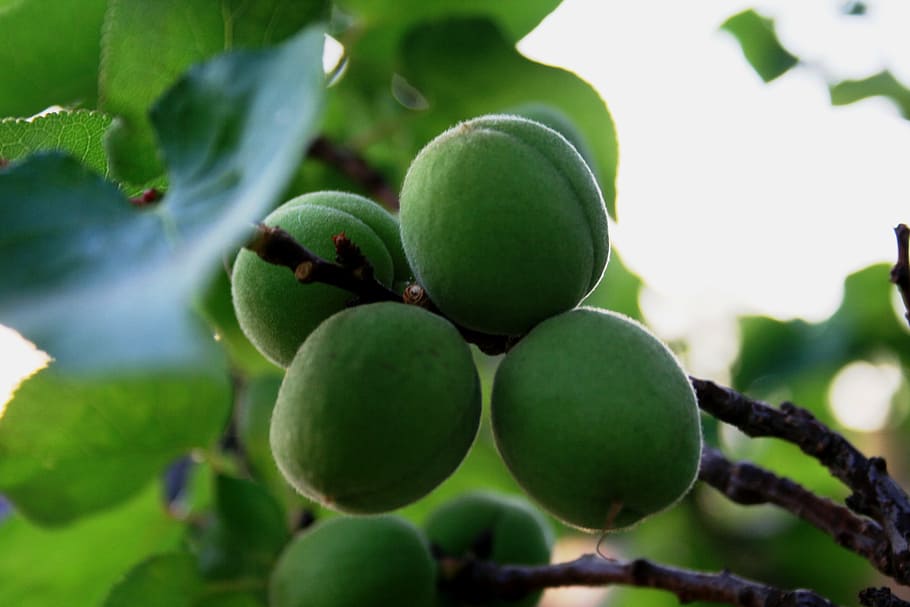 fruit, young, green, swollen, round, branch, spring, food and drink HD wallpaper