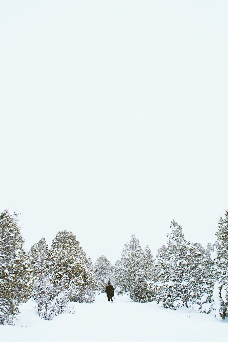 person wearing black jacket standing beside tree during winter season, man skiing in middle of pine trees