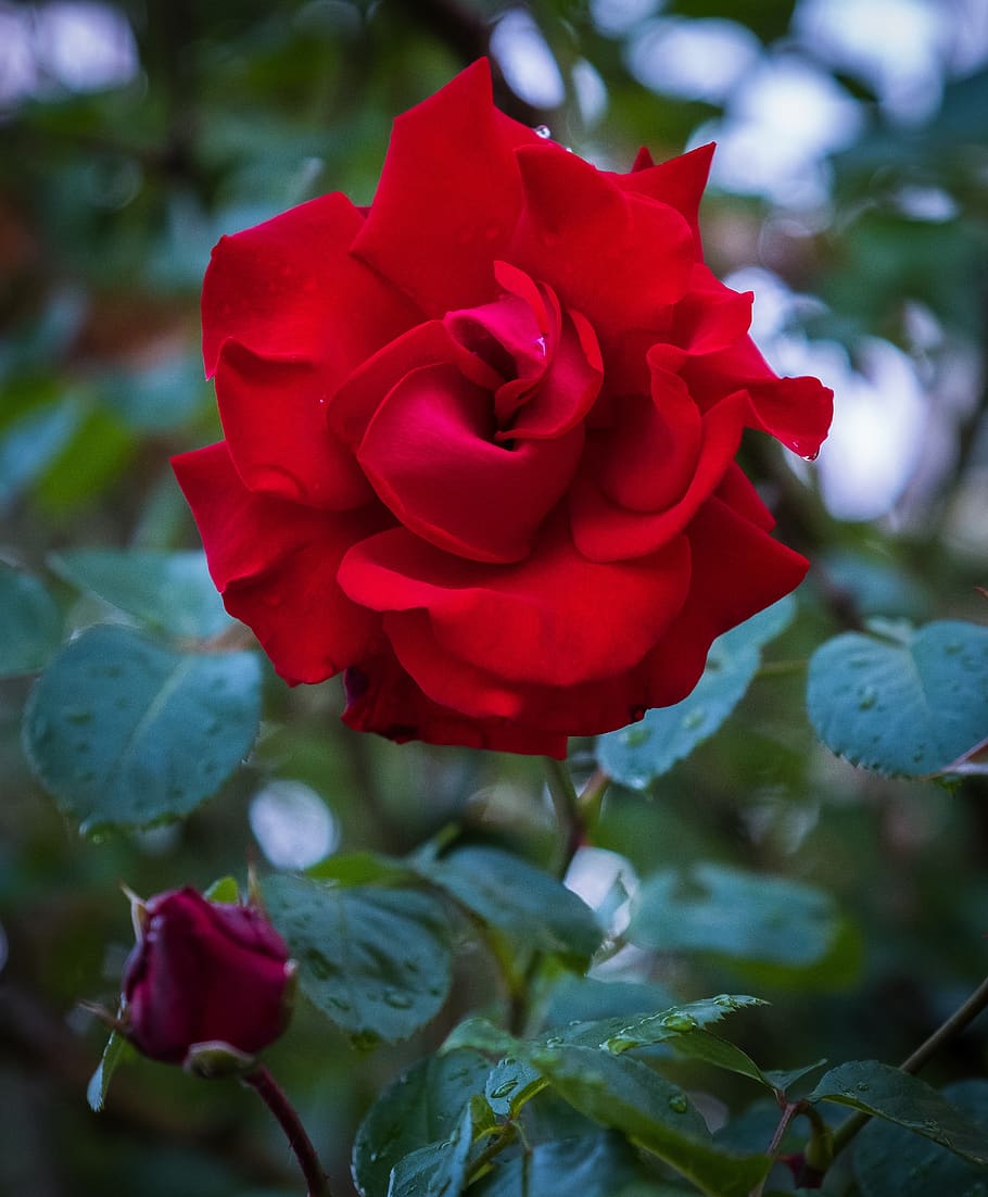 HD wallpaper: rose, red, bush, romantic, love, plant, wet, raindrop, spring  | Wallpaper Flare