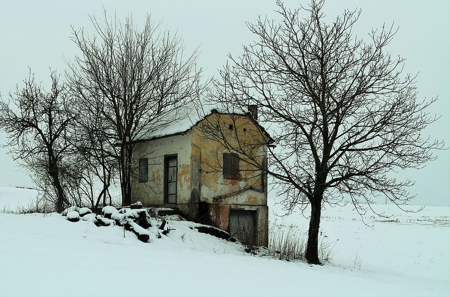 winter, snow, wood, tree, cold, cold temperature, architecture HD wallpaper