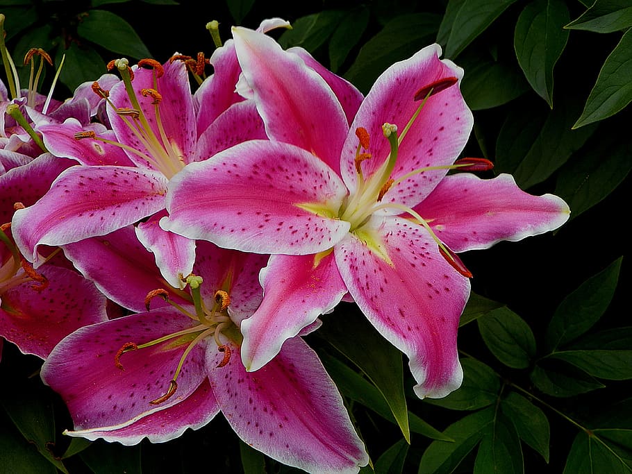 HD wallpaper: close up photo of pink-and-white petaled flowers, lily