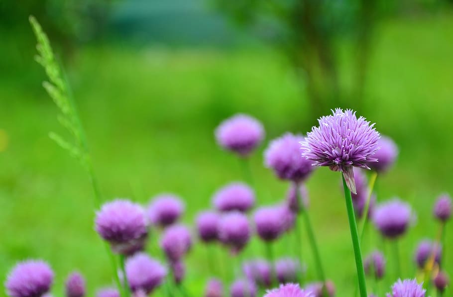 Page 2 | Chives 1080P, 2K, 4K, 5K HD wallpapers free download ...