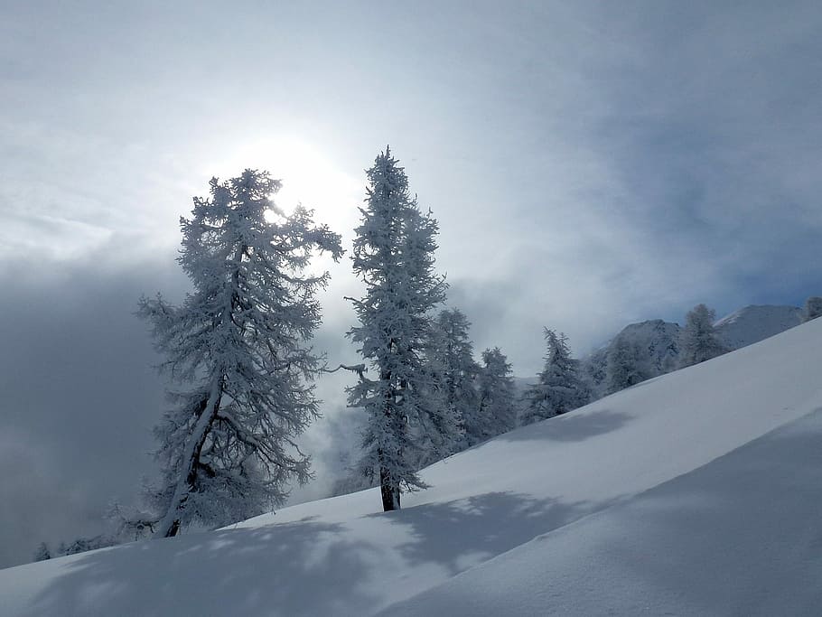 tree covered by snow, trees, gel, winter, mountain, sun, cold temperature HD wallpaper