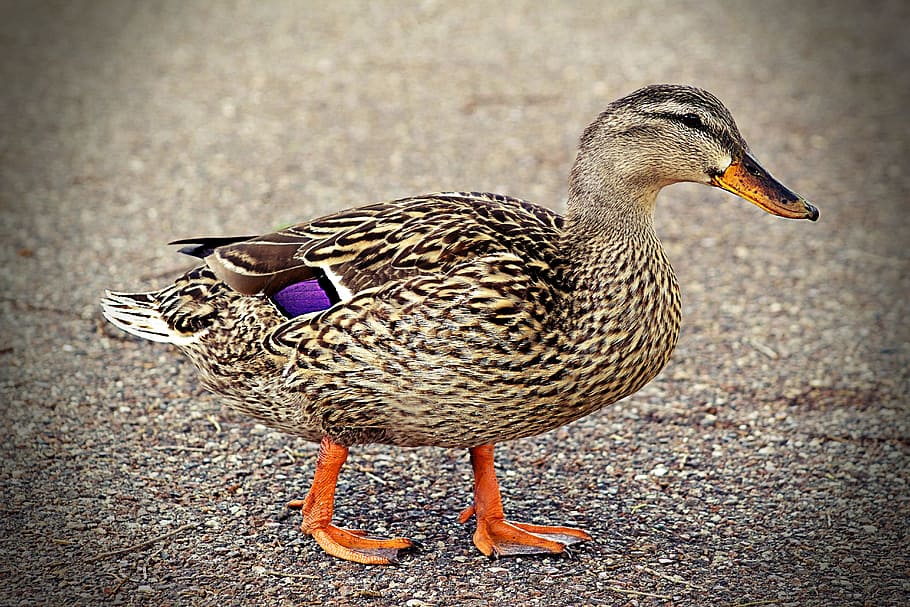 duck, walking, quack, bird, vertebrate, animal wildlife, animals in the wild HD wallpaper