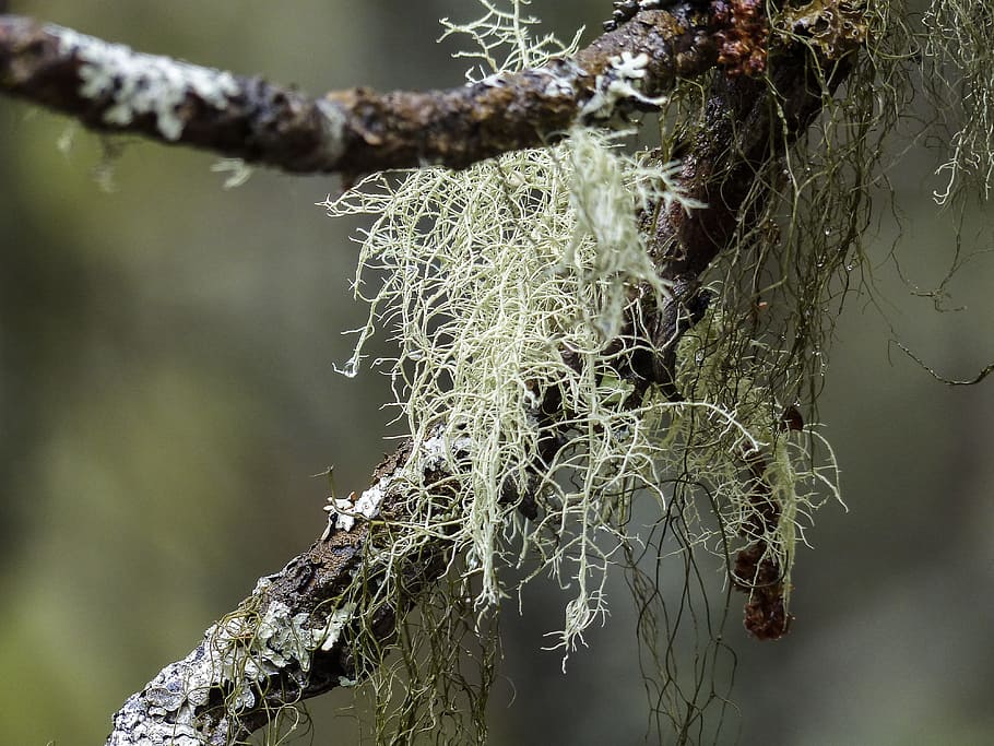 Moss, Tree, Branch, Forest, Nature, close-up, autumn, season HD wallpaper