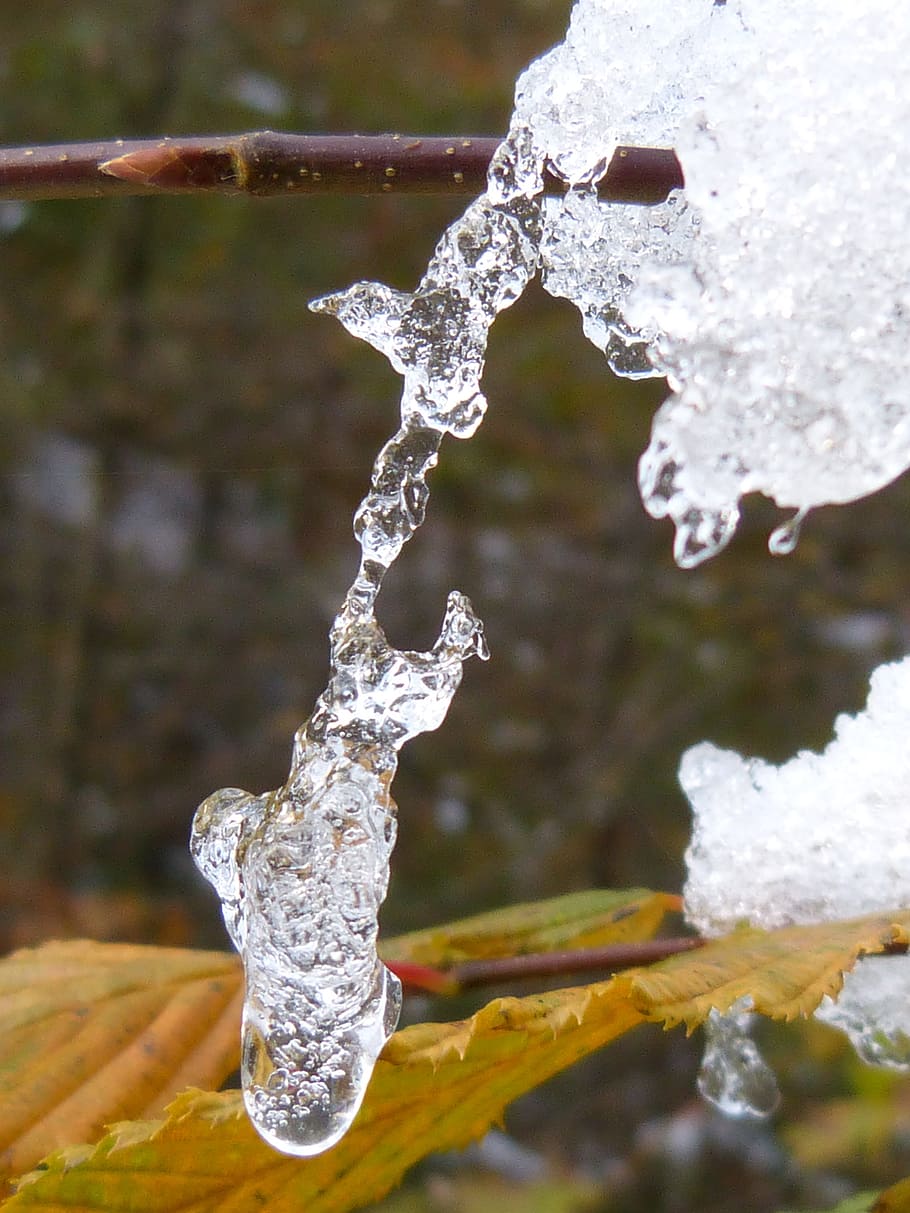 Ice, Crystals, Winter, eiskristalle, frost, tree, branch, cold HD wallpaper
