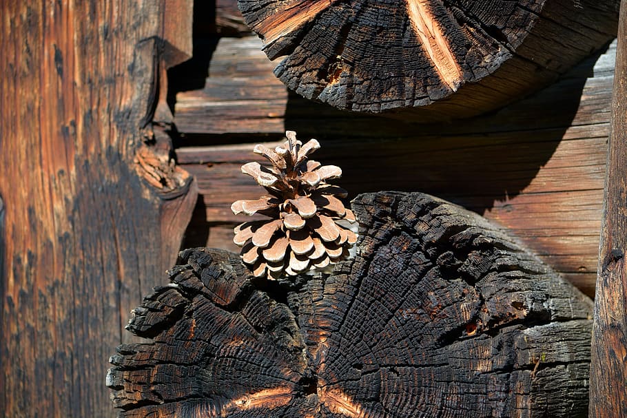 Pine Cones, Wood, Brown, day, architecture, no people, built structure HD wallpaper
