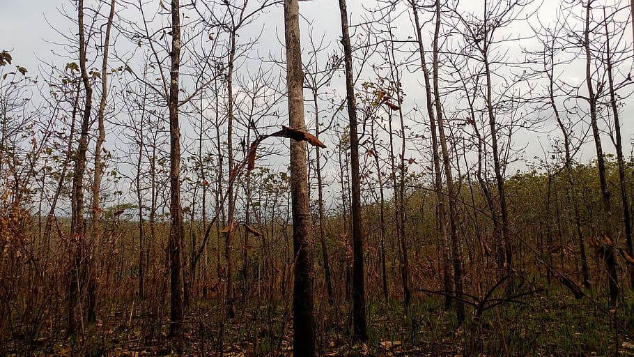 dry forest, burning forest, ecosystem, java, heat, hot, wildfire HD wallpaper