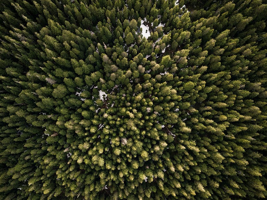 green drying rack, aerial photography of green trees, vancouver HD wallpaper