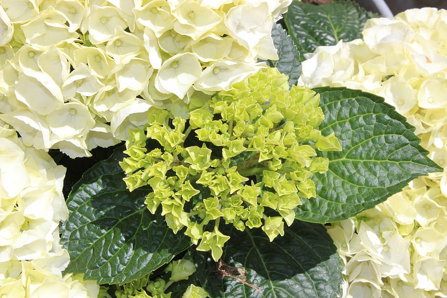 hydrangeas, white hydrangea, plants, sweden, leaf, nature, freshness HD wallpaper