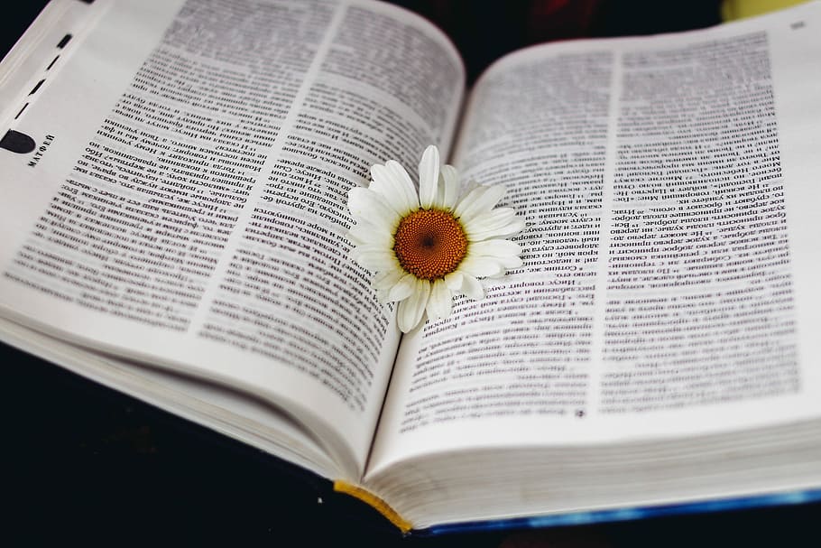 white petaled flower on book photo, white Daisy flower in middle of open book page HD wallpaper