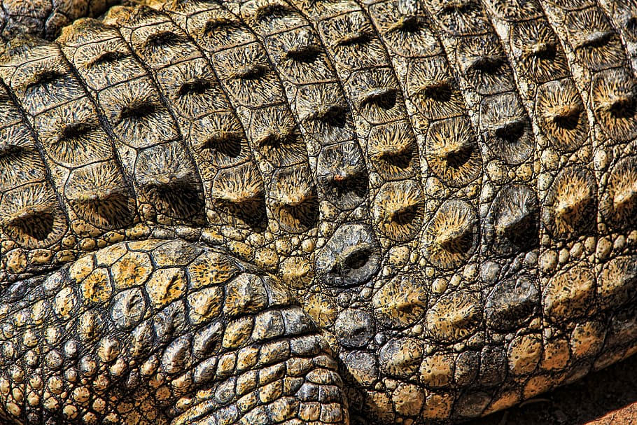 brown crocodile, texture, nature, structure, pattern, surface HD wallpaper
