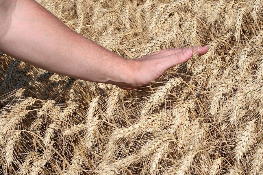person touch wheat, sowing, harvest, cornfield, wheatfield HD wallpaper