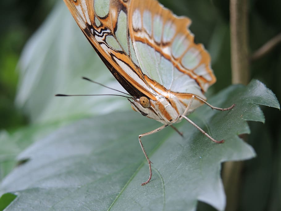 butterfly, close up, macro, insect, invertebrate, animal wildlife HD wallpaper